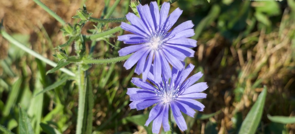 Zentrum für innere Harmonie