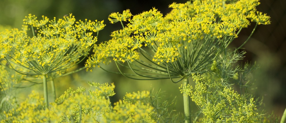 Zentrum für innere Harmonie